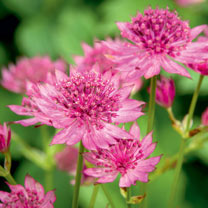 perennial plant perennial plant